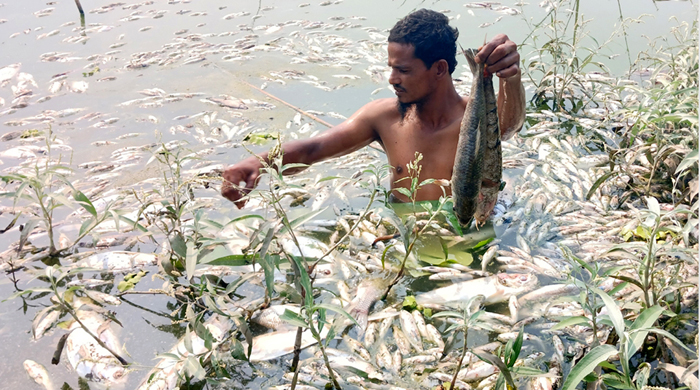 পাংশায় পুকুরে বিষাক্ত গ্যাস ট্যাবলেট দিয়ে ৫০ মণ মাছ নিধনের অভিযোগ